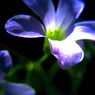009