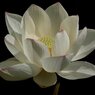 蓮の花