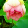 「花蓮の季節」