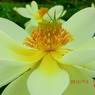 「花蓮の季節」