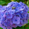 「お花の絨毯」