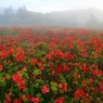 「レンゲツツジ咲く」