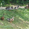 DSCN0177
