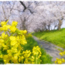 矢部川沿いの桜並木