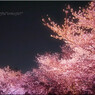 舞鶴公園の夜桜