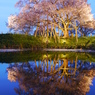 浅井の一本桜　4