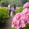 紫陽花