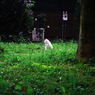 あそこに居るのって猫だよね？