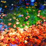 落紅葉