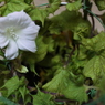 【白ハイビスカス】