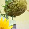 蜂の巣。