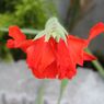 薔薇の真似。