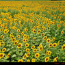 Sunflower.8
