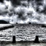 The Fog
