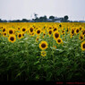 Sunflower.15