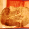 裏猫-1