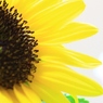 ひまわりの花びらは何枚？
