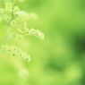 森に咲く花
