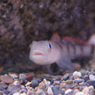 たぶんハゼ