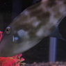 花を愛でるウマヅラハギ