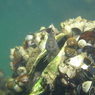 魚の気持ち