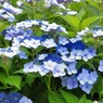 夏色