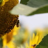 bee at work