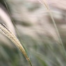 IMG_1174