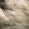 IMG_1175