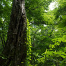 In the forest