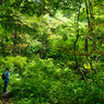 A man in the forest