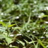 Bokeh balls
