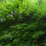 Green x Green