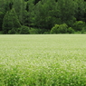 蕎麦の花畑