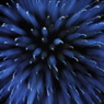 ブルーダリア