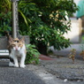 Cat on alert.