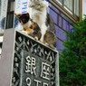 銀座の猫