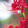 秋の訪れを告げる花