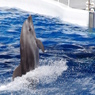 水族館イルカショー６