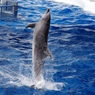 水族館イルカショー７