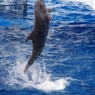 水族館イルカショー８