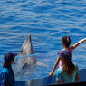 水族館イルカショー１０