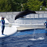 水族館イルカショー１１