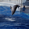 水族館イルカショー１２