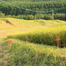 夕暮れの田んぼ道