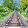 紫陽花の線路