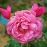 角のある薔薇
