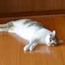 床が気持ちいい~♪