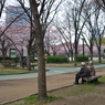 毛馬桜之宮公園の桜