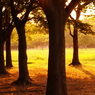 近くの公園の風景